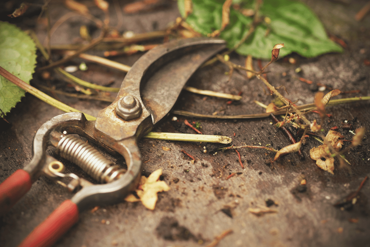 Élagage : voici les plantes à bien tailler cet hiver !