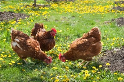 Vous voulez adopter des poules ? Voici 4 choses à savoir pour ne pas faire d'erreur