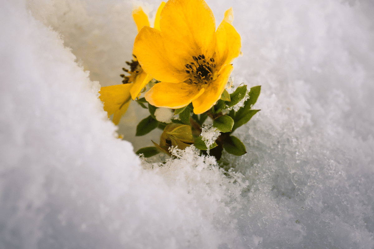 Quelles fleurs planter en janvier et février ?