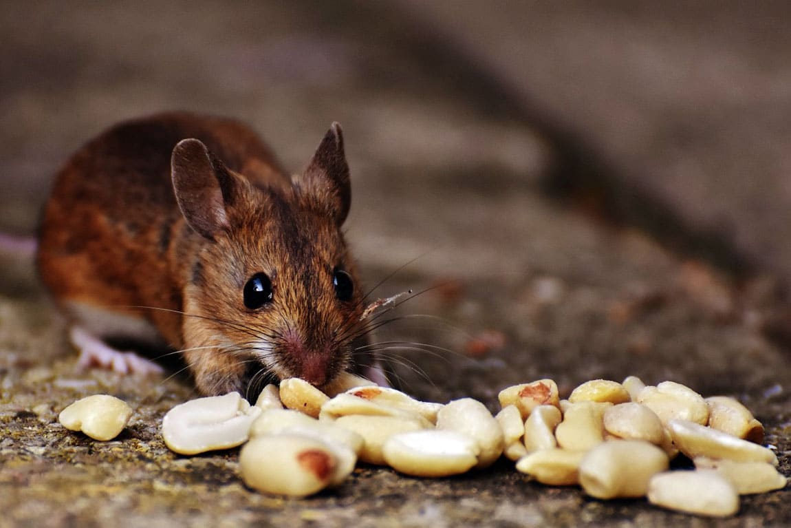 Se débarrasser des souris avec le bicarbonate de soude