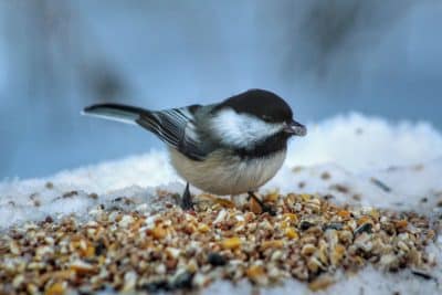 Attention : ces aliments sont toxiques pour les oiseaux !