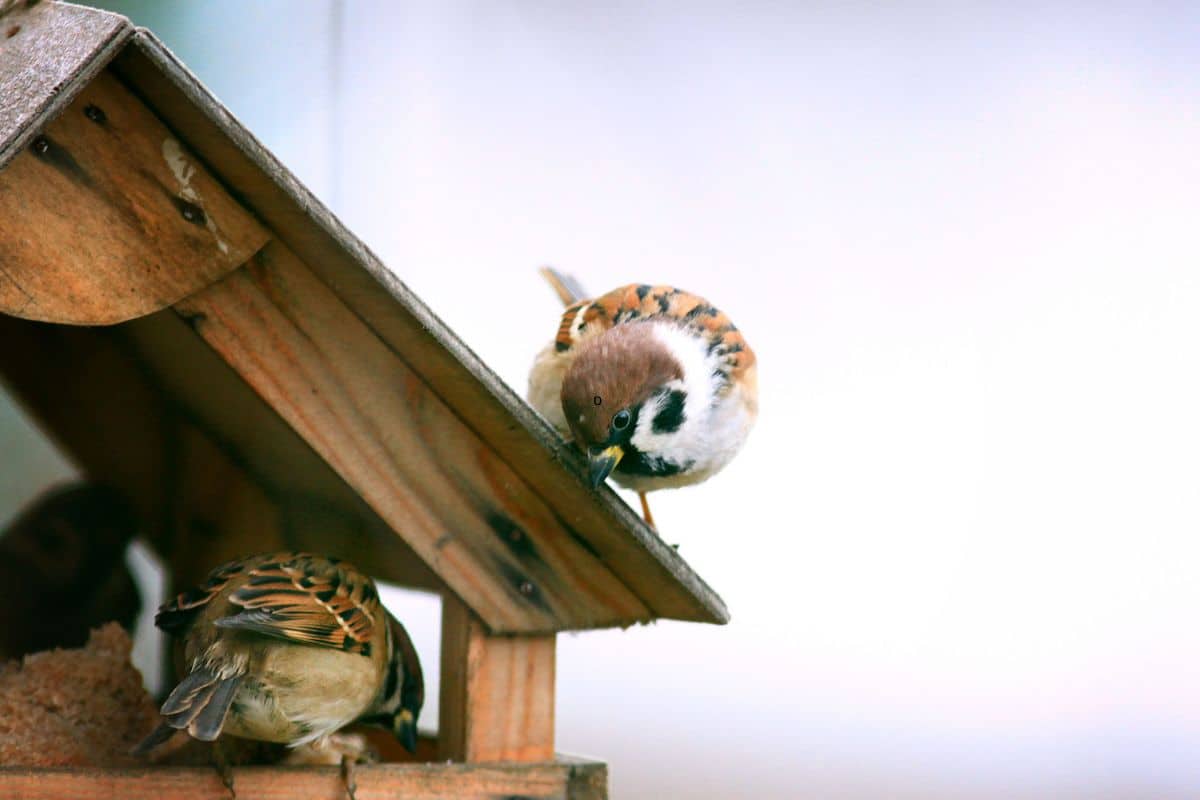 Comptez les oiseaux dans votre jardin c'est essentiel !