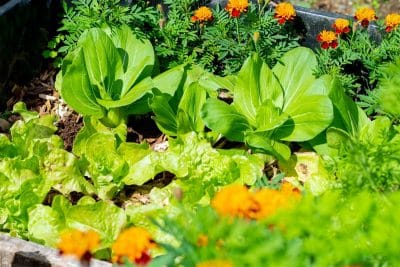 Et si vous vous lanciez dans la permaculture dans votre jardin