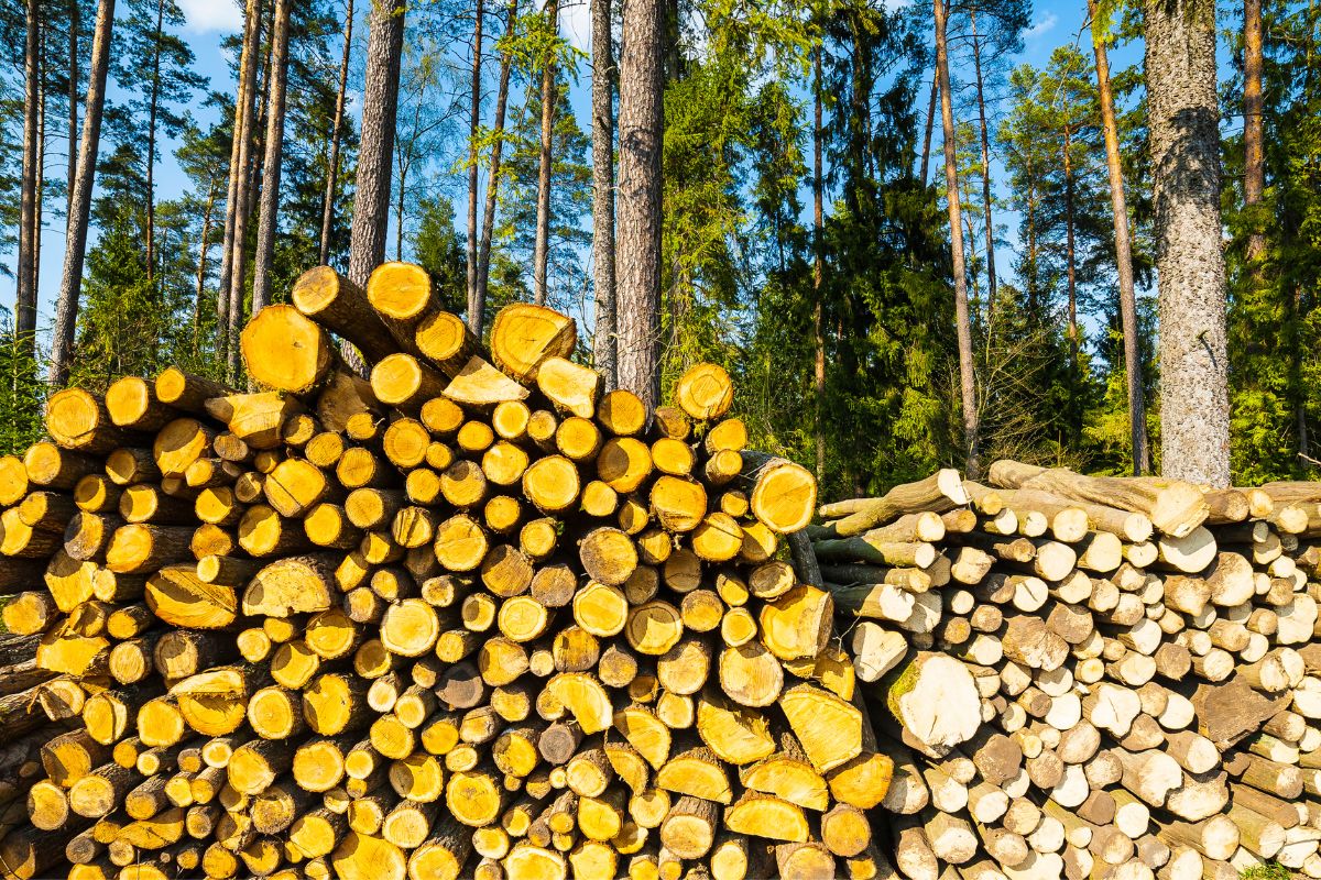 Février 2023 : quel est le prix d’un stère de bois de 50 cm