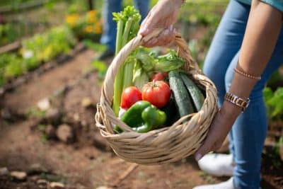 Jardin malin : nos astuces pour moins dépenser dans son potager