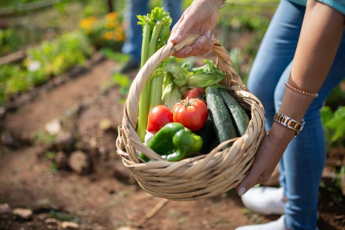 Jardin malin : nos astuces pour moins dépenser dans son potager