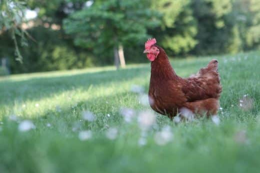 À épingler : Laisser les poules se promener dans le jardin : est-ce réellement une mauvaise idée ?