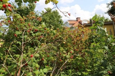 Le printemps arrive à grands pas, voici les arbustes qu'il est temps de planter !