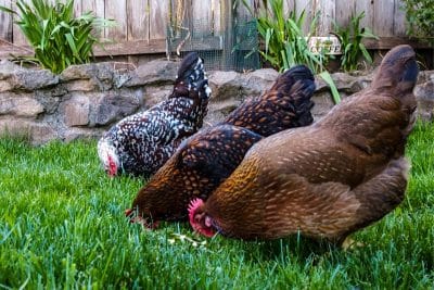 Les bienfaits des poules pour votre jardin : des économies conséquentes et moins de gaspillage