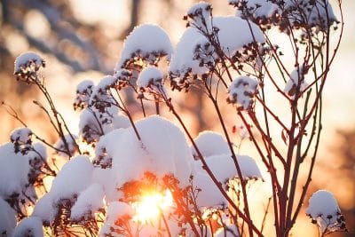 Les fleurs à planter en février faites le bon choix