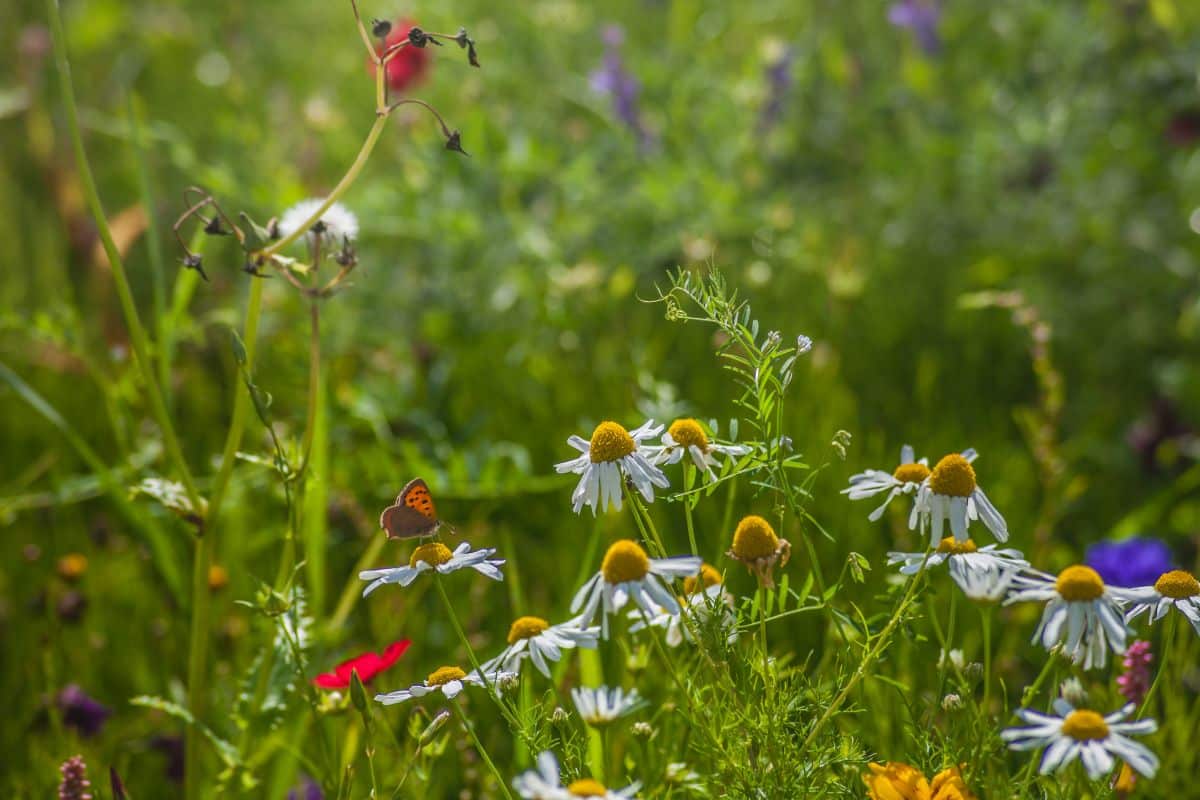 Les gestes à éviter et adopter pour le bien de la biodiversité dans votre jardin