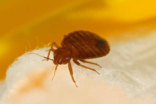 À épingler : Comment se débarrasser des punaises de lit ?