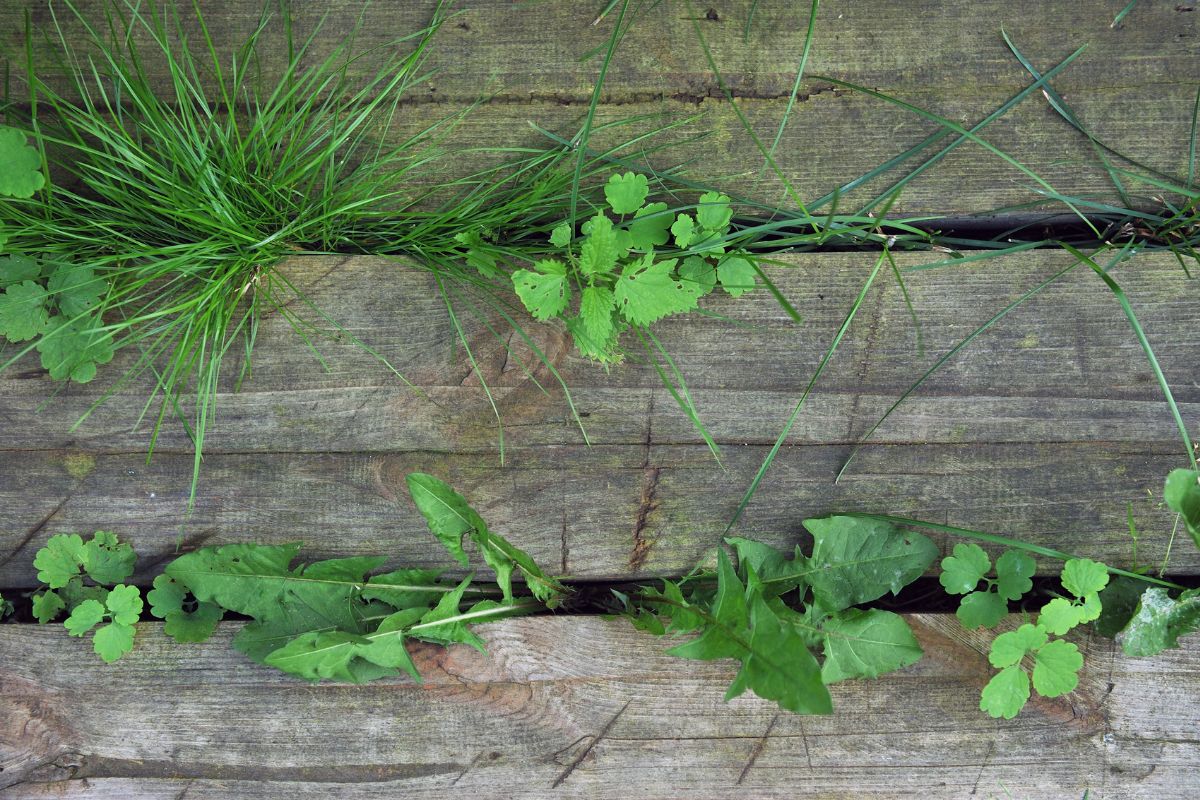 Mauvaise herbe sur la terrasse : Comment s'en débarrasser avec des produits 100 % naturels
