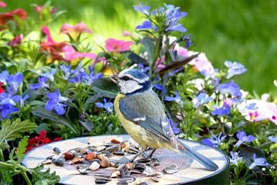 Oiseaux attention à l'hécatombe dans votre jardin !