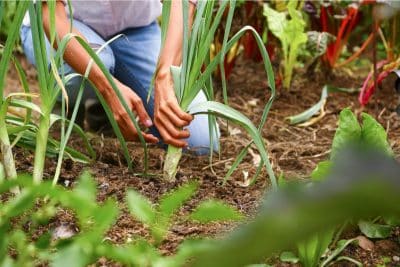 Que pouvez-vous récolter dans votre jardin à partir du mois de mars ? 
