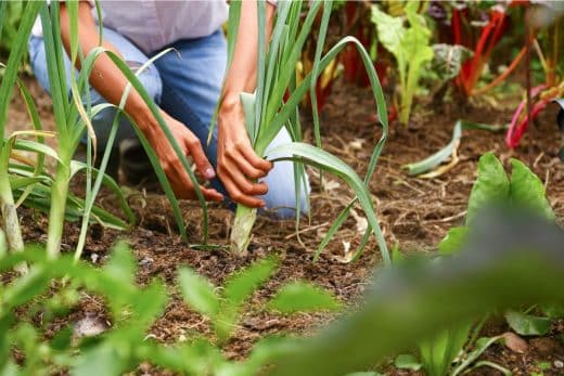 À épingler : Que pouvez-vous récolter dans votre jardin à partir du mois de mars ?