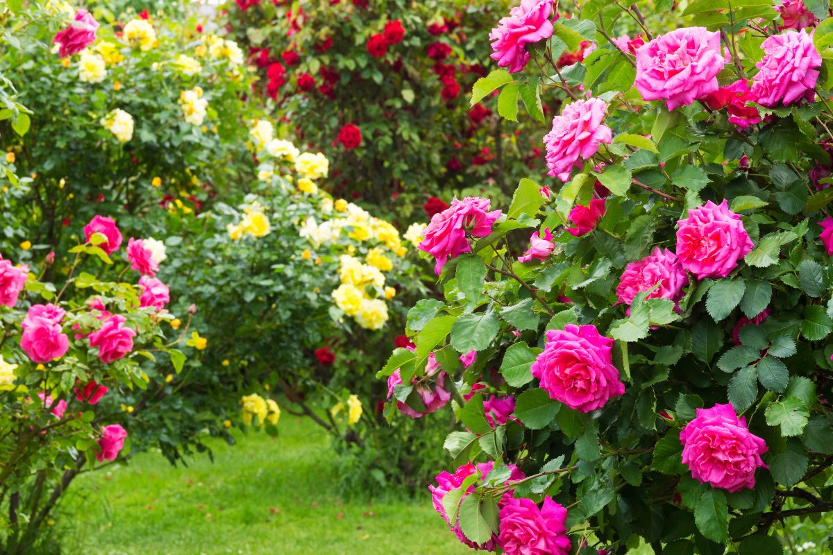 Quelles sont les plantes et arbustes à absolument tailler au mois de février ?