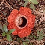 Rafflesia Banaoana