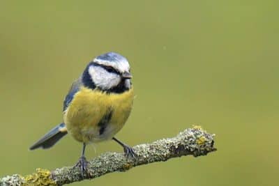 Voilà pourquoi il n'est pas conseillé de nourrir les oiseaux de votre jardin en hiver