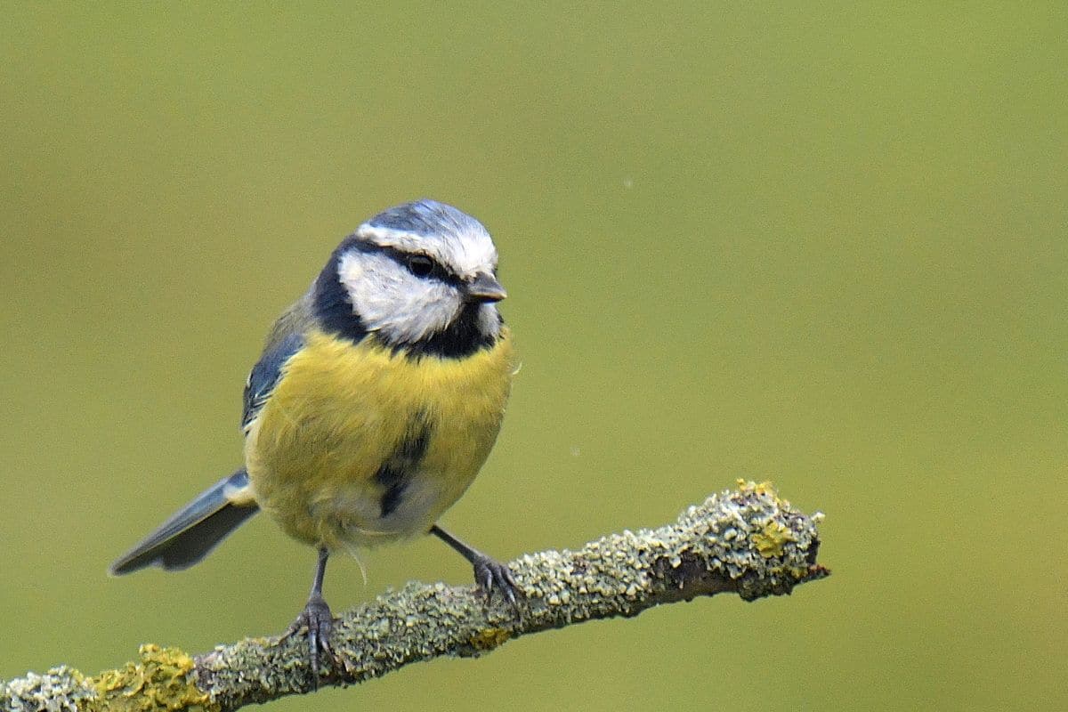 Attirer les oiseaux au jardin : comment et pourquoi ?