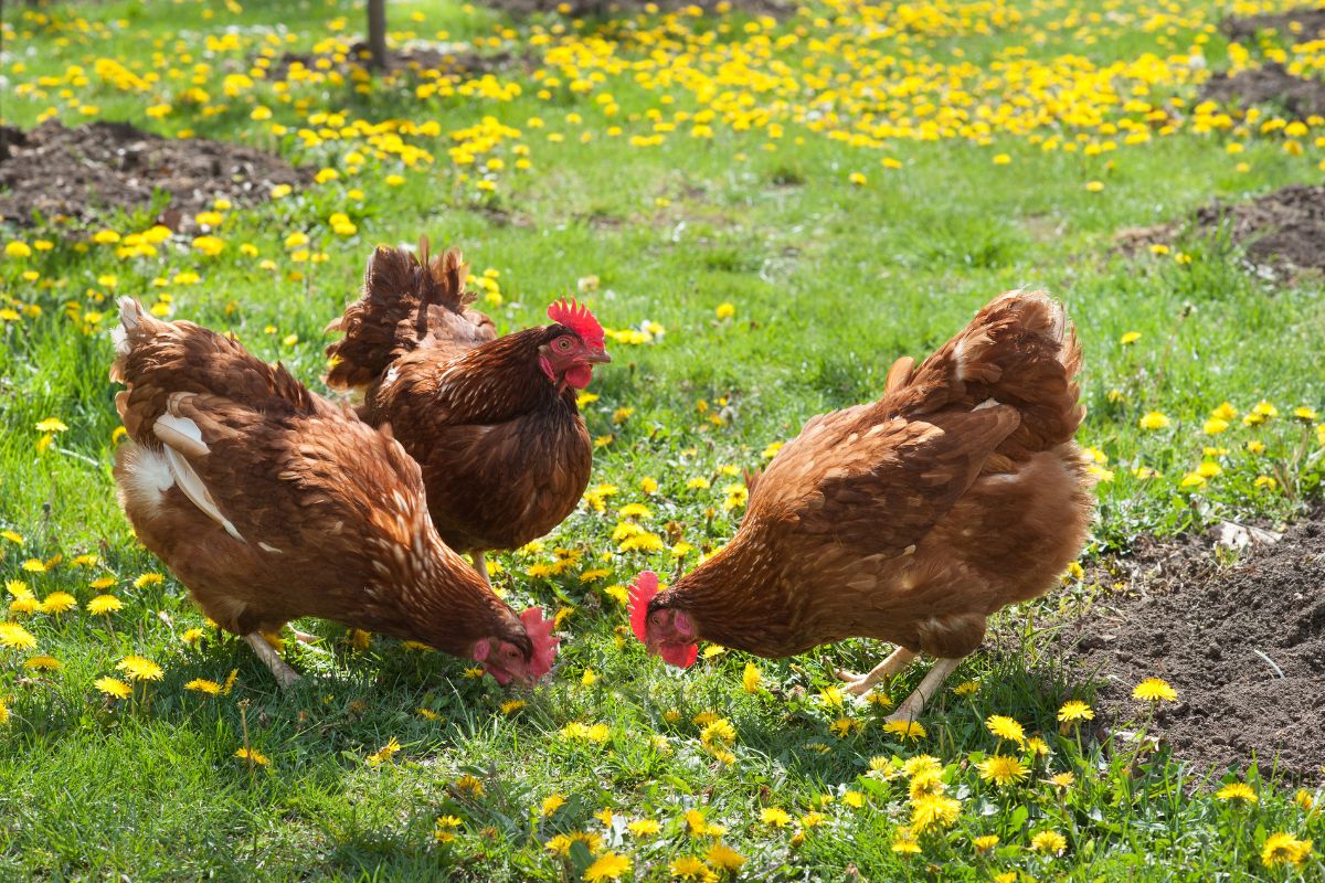 Vos poules se battent quelles sont les raisons et comment éviter cela