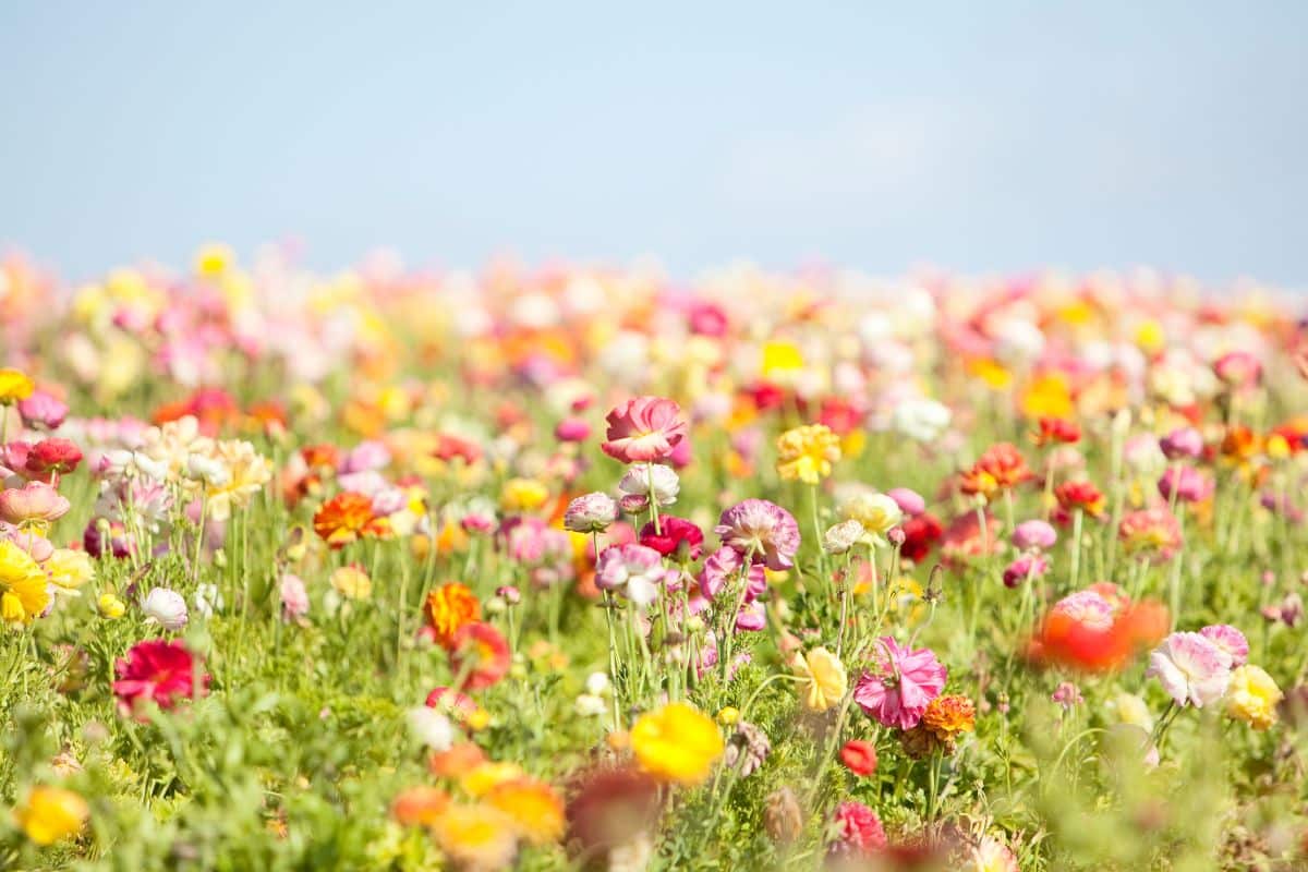 10 fleurs de printemps que vous devriez avoir dans votre jardin