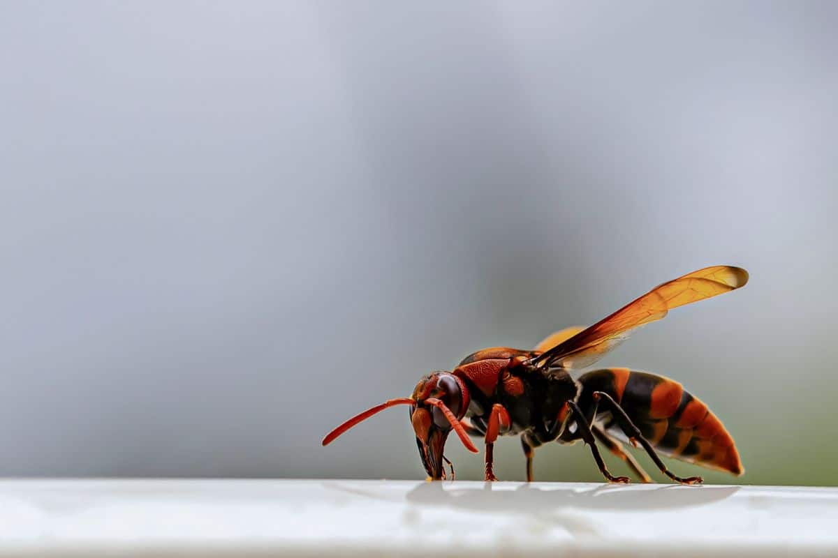 Attention aux appels à piéger le frelon asiatique... ce n'est pas forcément une bonne idée !