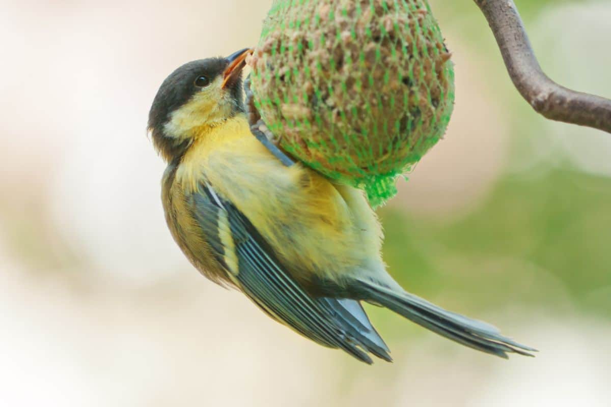 Boule de graisse sans filet pour nourrir les oiseaux du jardin