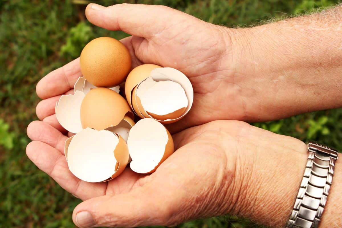 Comment récupérer les coquilles d'œufs vides dans son jardin ?