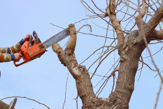 À épingler : Couper l’arbre de mon voisin qui empiète chez moi ? Attention, tout n’est pas permis !