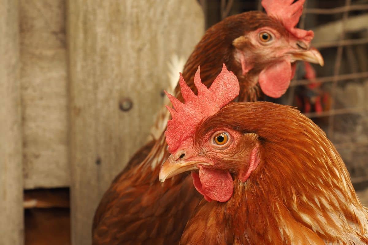 Élever des poules chez soi : tout ce qu'il faut savoir pour bien démarrer