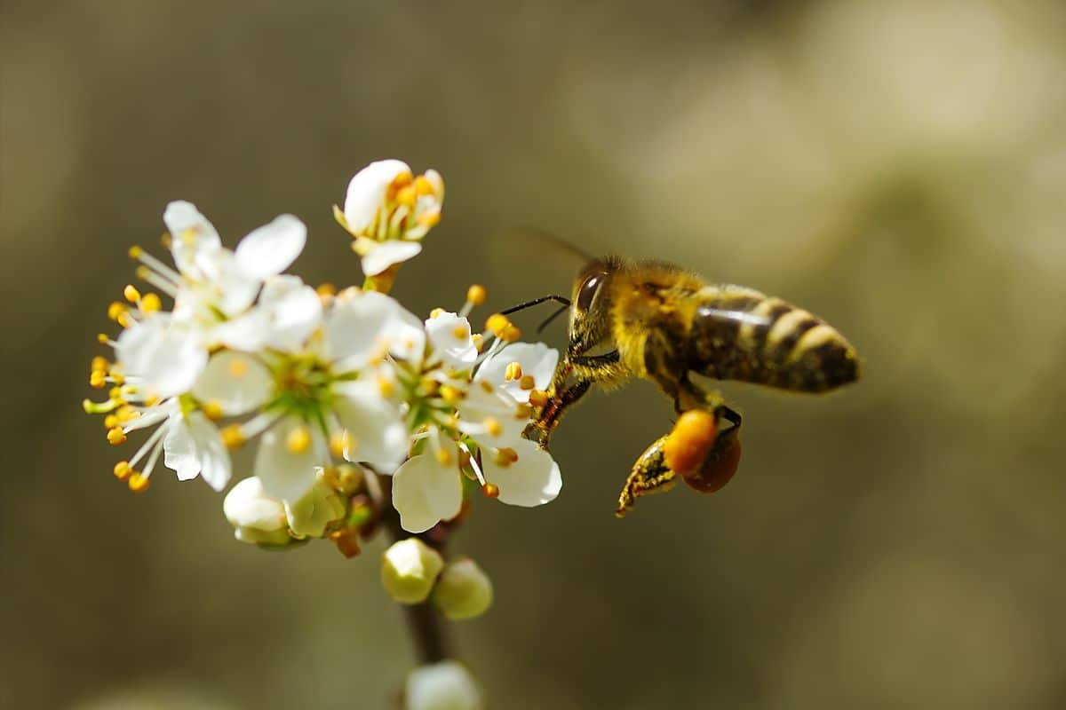 Enfin un vaccin pour sauver les abeilles et le pollen !