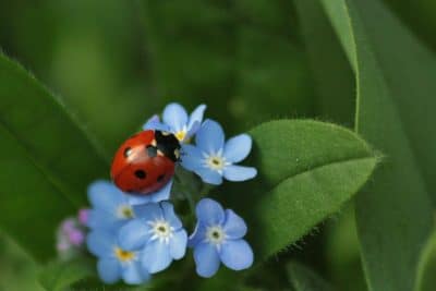 Jardin : Quels sont les insectes utiles et comment les faire venir s'installer ?