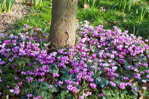 À épingler : Les meilleures fleurs et arbustes à planter au pied de vos arbres fruitiers