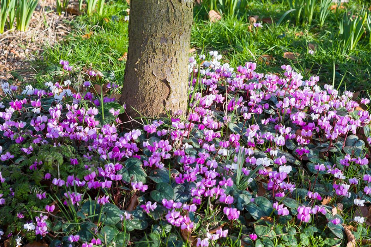 Les meilleures fleurs et arbustes à planter au pied de vos arbres fruitiers