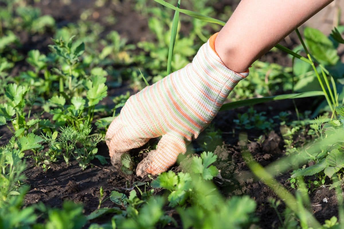 Mauvaises herbes autour de votre maison ? Voici à qui incombe l'arrachage !