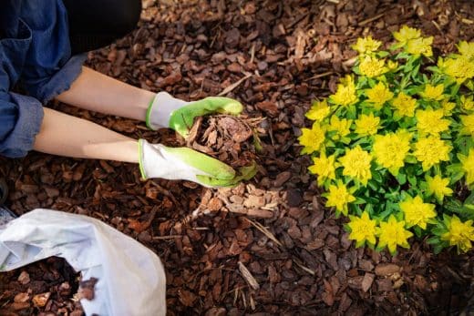 À épingler : Pourquoi et comment pailler le sol de votre jardin pour préserver vos végétaux ?