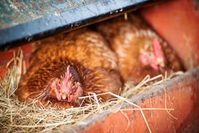 Pourquoi les poules pondent tous les jours ? La réponse est enfin connue