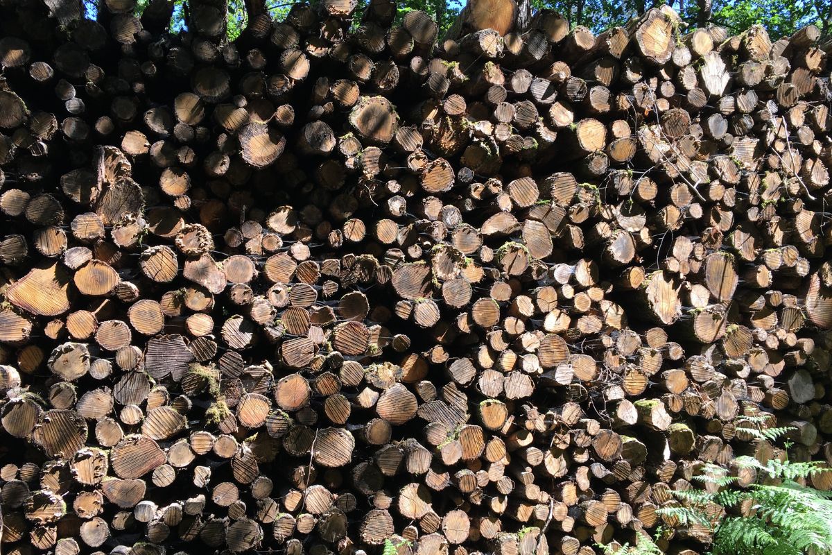 Prix d'un stère de bois de 50 cm actuellement