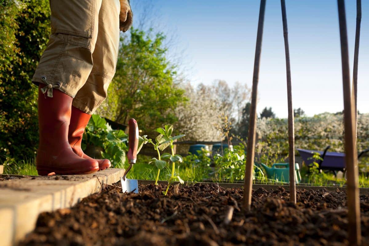 Que faut-il faire dans son jardin en mars ?