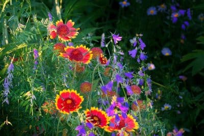 Que planter pour avoir un massif en fleur tout le long de l'année ?