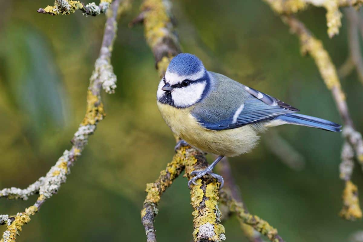 Tout savoir pour reconnaitre facilement les différentes mésanges de votre jardin