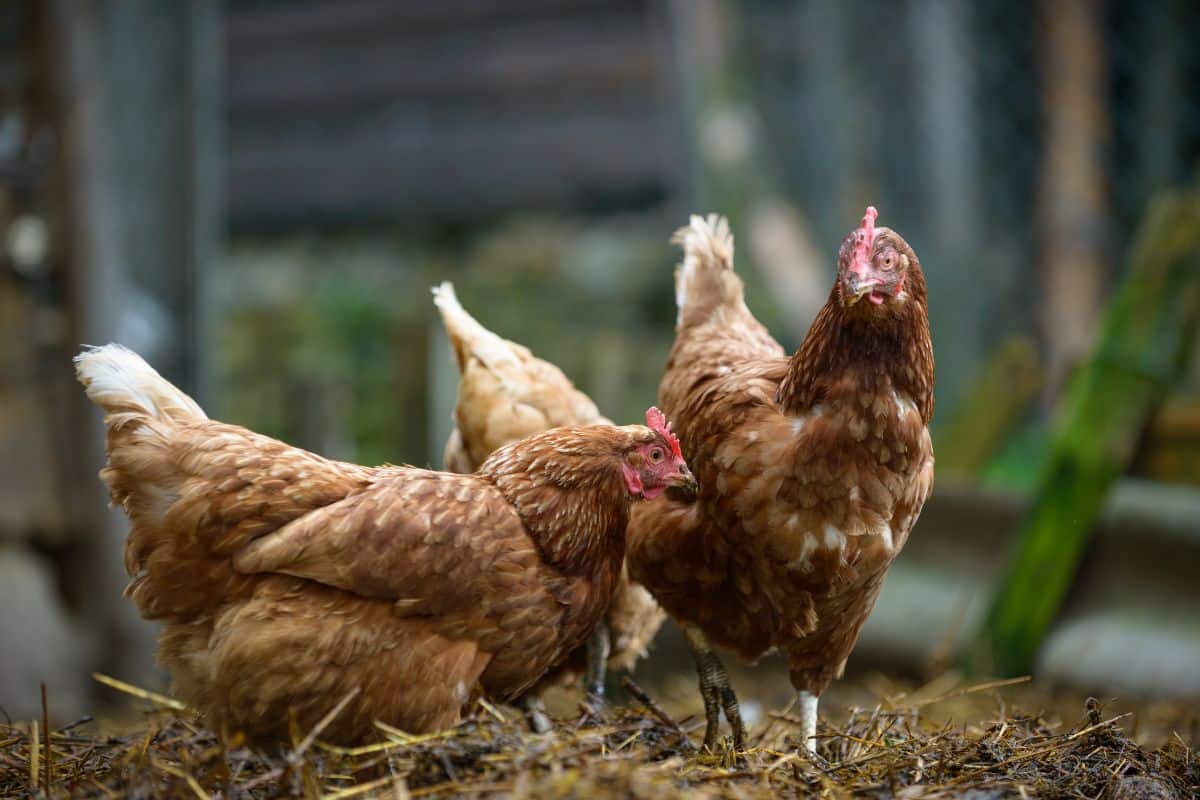 Vie du poulailler : tout savoir sur l'élevage de poules pondeuses à la maison