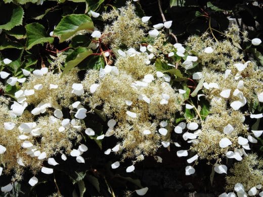 À épingler : Le schizophragma (faux hortensia) : une plante grimpante qui apporte du charme à votre jardin