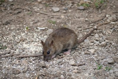 Comment éloigner les rats dans votre jardin de manière complètement naturelle ?