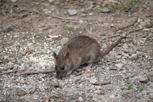 À épingler : Comment éloigner les rats dans votre jardin de manière complètement naturelle ?