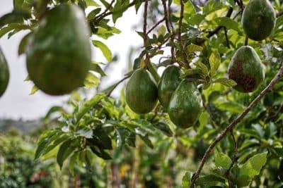 Comment faire pousser un avocatier en France ?