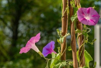 Fabriquez vous-même un tuteur pour vos plantes grimpantes sans difficulté grâce à ces astuces DIY