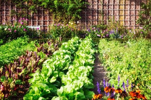 À épingler : Jardinage écologique : comment créer un potager bio chez soi