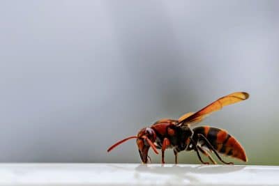 Le frelon oriental : le nouvel ennemi des abeilles de votre jardin. Comment s'en protéger et s'en débarrasser !